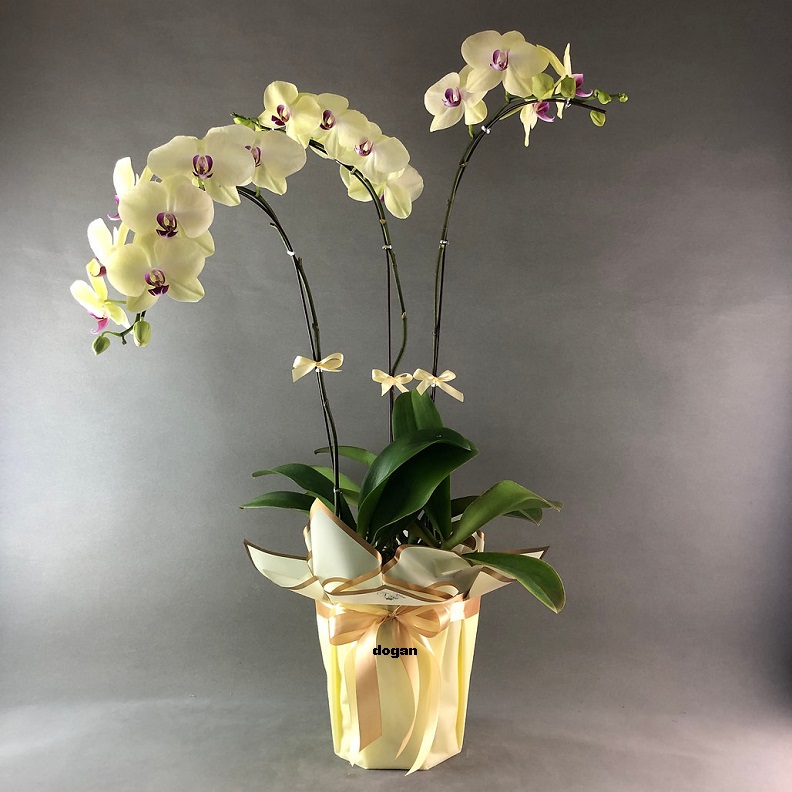 esenyurt-orkide-gonder